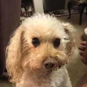 Meet your Posher, Ravindran